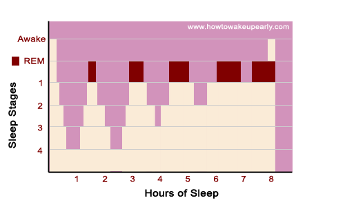 Sleep Cycles Diagram